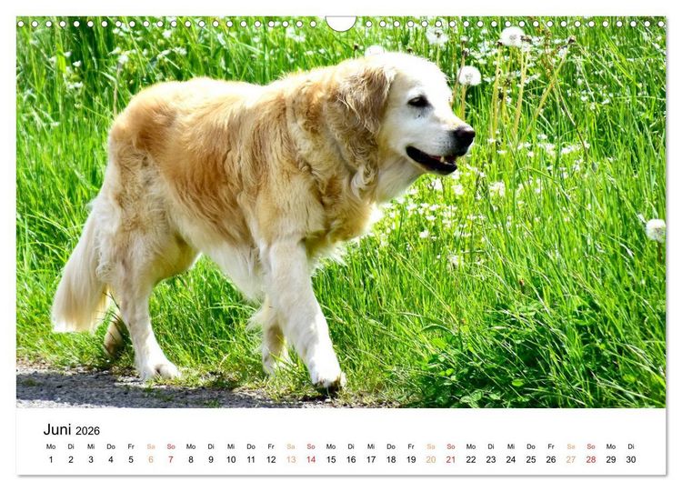 Produktbild: Eine treue Hundeseele - Golden Retriever (Wandkalender 2026 DIN A3 quer), CALVENDO Monatskalender