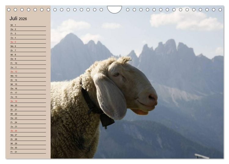 Produktbild: Schafe z&auml;hlen leicht gemacht! (Wandkalender 2026 DIN A4 quer), CALVENDO Monatskalender