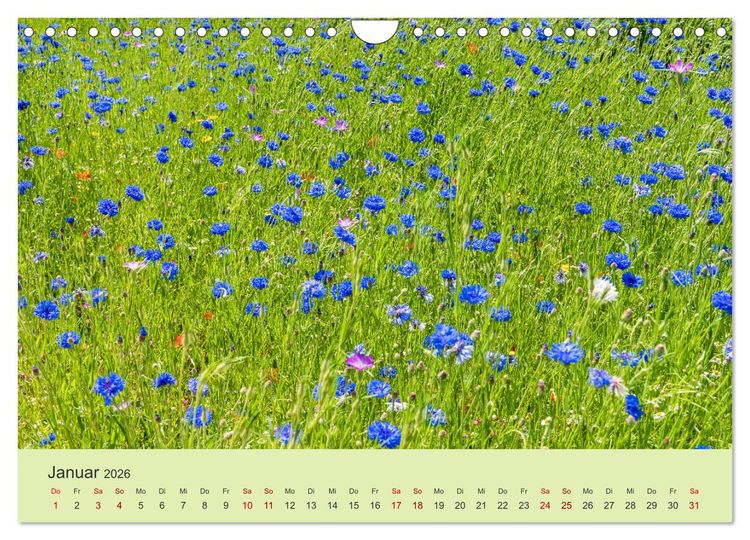 Produktbild: Wilde Blumen - ein Spaziergang durch die Natur (Wandkalender 2026 DIN A4 quer), CALVENDO Monatskalender