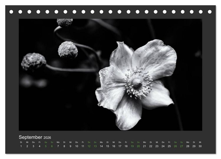 Produktbild: Pflanzen in Schwarz und Wei&szlig; (Tischkalender 2026 DIN A5 quer), CALVENDO Monatskalender
