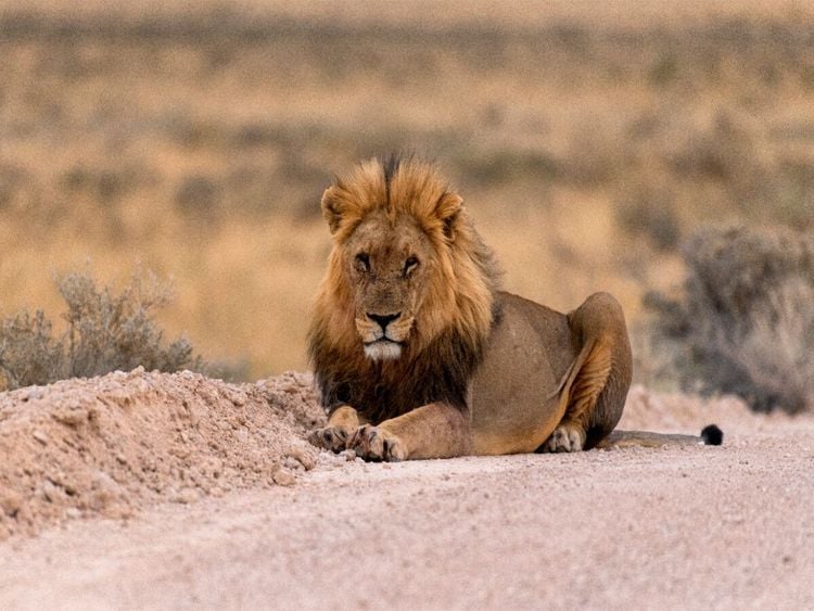 Produktbild: CALVENDO Puzzle Majest&auml;tische L&ouml;we | 1000 Teile Lege-Gr&ouml;&szlig;e 64x48cm Foto-Puzzle f&uuml;r gl&uuml;ckliche Stunden
