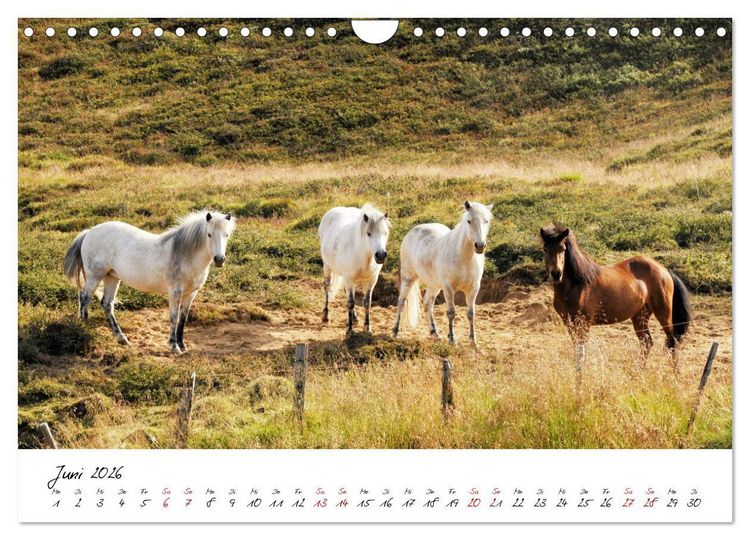 Produktbild: Islandpferde take it Isi (Wandkalender 2026 DIN A4 quer), CALVENDO Monatskalender