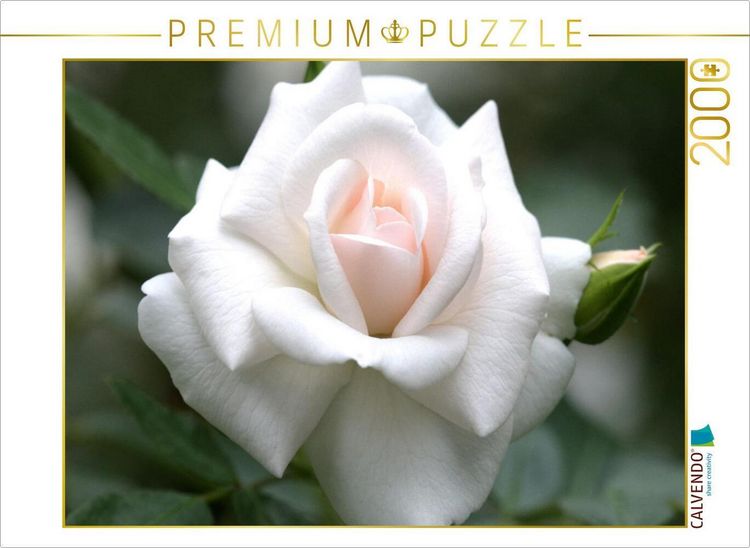 Produktbild: CALVENDO Puzzle Rose 'Gru&szlig; an Aachen' | 2000 Teile Lege-Gr&ouml;&szlig;e 90x67cm Foto-Puzzle f&uuml;r gl&uuml;ckliche Stunden
