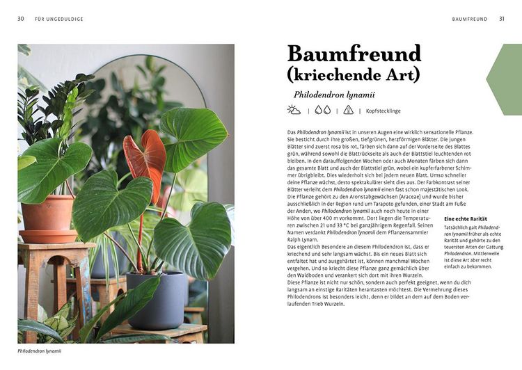 Produktbild: Grow your Jungle