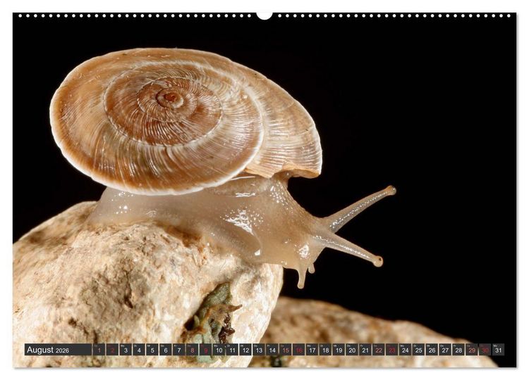 Produktbild: DIE SCHNECKEN EUROPAS (hochwertiger Premium Wandkalender 2026 DIN A2 quer), Kunstdruck in Hochglanz