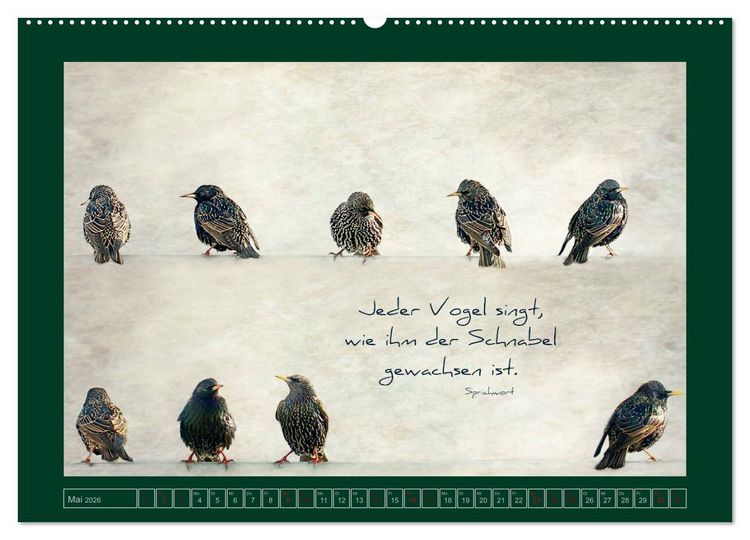 Produktbild: Stare und Weisheiten (hochwertiger Premium Wandkalender 2026 DIN A2 quer), Kunstdruck in Hochglanz