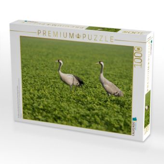 Produktbild: CALVENDO Puzzle Ein Motiv aus dem Kalender Kraniche auf dem Weg nach S&uuml;den | 1000 Teile Lege-Gr&ouml;&szlig;e 64x48cm Foto-Puzzle f&uuml;r gl&uuml;ckliche Stunden