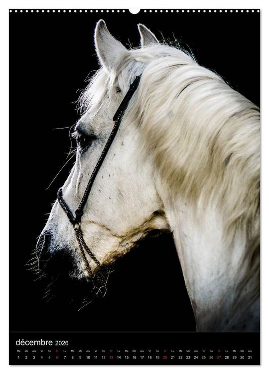Produktbild: Chevaux en Portraits (Calendrier mural 2026 DIN A2 horizontal) calendrier de bureau