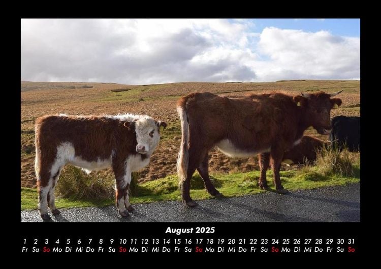 Produktbild: Kuhkalender 2025 Fotokalender DIN A3