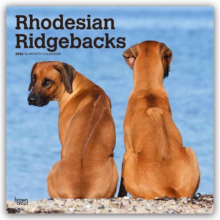 Produktbild: Rhodesian Ridgebacks – Rhodesian Ridgeback 2026 – 16-Monatskalender