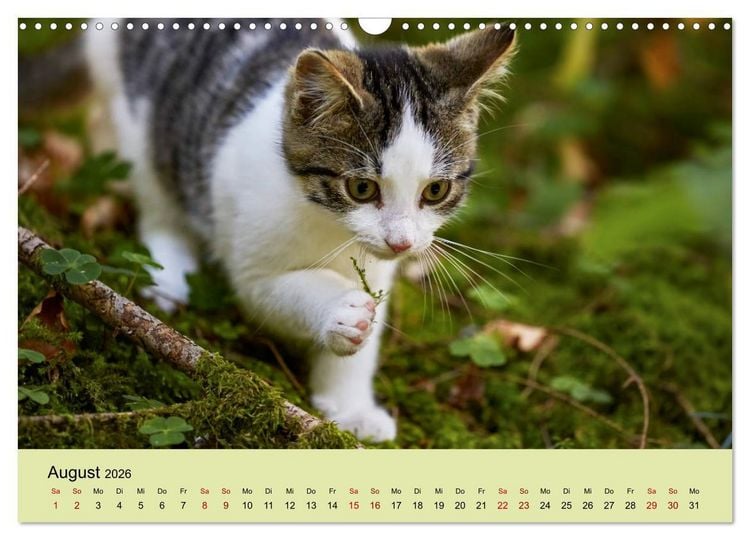 Produktbild: Junge Katzen im Wald (Wandkalender 2026 DIN A3 quer), CALVENDO Monatskalender