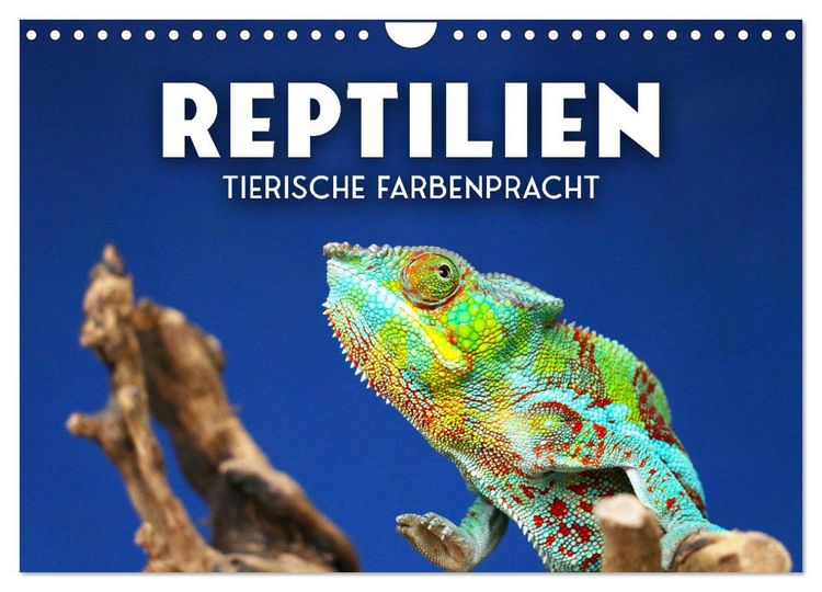 Produktbild: Reptilien - Tierische Farbenpracht (Wandkalender 2026 DIN A4 quer), CALVENDO Monatskalender