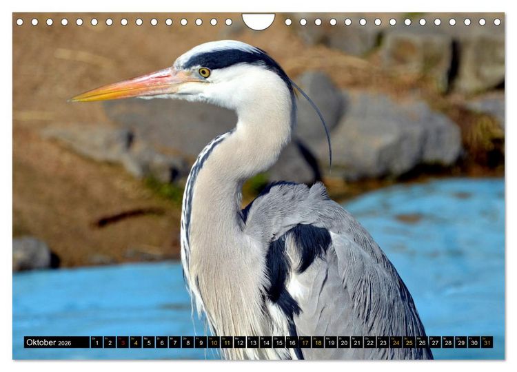 Produktbild: V&ouml;gel im Fokus - Ausdrucksstarke Vielfalt in der Vogelwelt (Wandkalender 2026 DIN A4 quer), CALVENDO Monatskalender