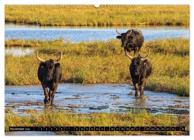 Produktbild: Camargue - Im Land der wei&szlig;en Pferde und schwarzen Stiere (hochwertiger Premium Wandkalender 2026 DIN A2 quer), Kunstdruck in Hochglanz