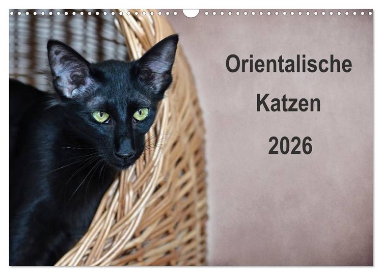 Produktbild: Orientalische Katzen (Wandkalender 2026 DIN A3 quer), CALVENDO Monatskalender