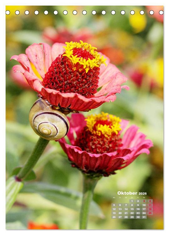 Produktbild: Zinnien im Garten (Tischkalender 2026 DIN A5 hoch), CALVENDO Monatskalender