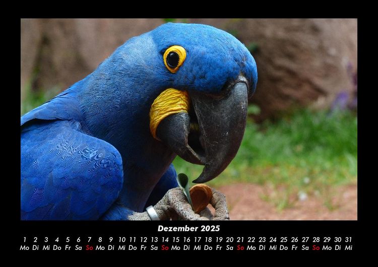 Produktbild: V&ouml;gel 2025 Fotokalender DIN A3