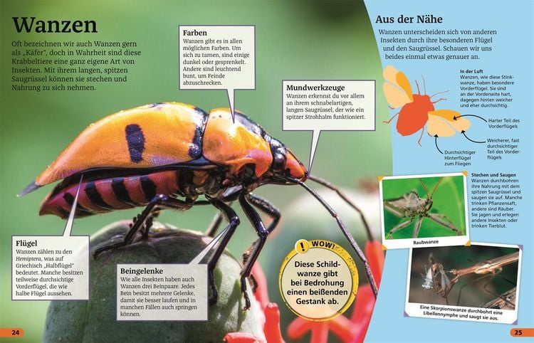 Produktbild: Superchecker! Insekten