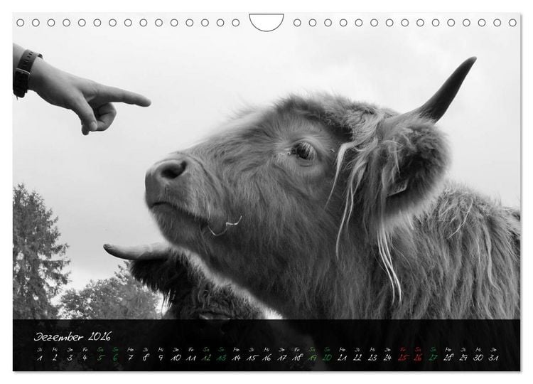 Produktbild: Highland Cattle vom Nordlicht - Faszination Hochland Rind (Wandkalender 2026 DIN A4 quer), CALVENDO Monatskalender
