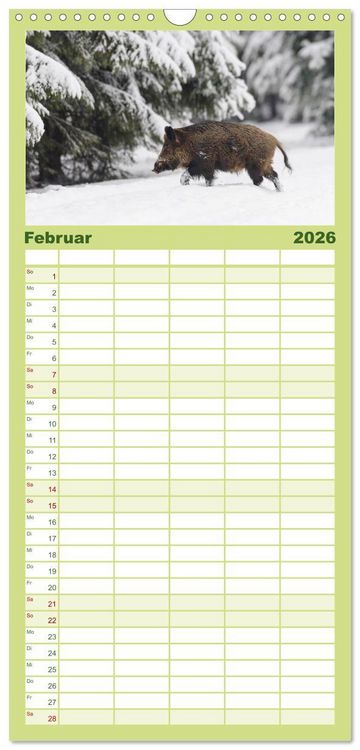 Produktbild: Familienplaner 2026 - Wildschweine &ndash; Wildlife Fotografien mit 5 Spalten (Wandkalender, 21 x 45 cm) CALVENDO