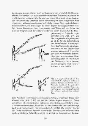 Produktbild: Hobbyweinbau. Anbau &ndash; Pflege &ndash; Weinbereitung