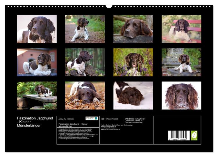Produktbild: Faszination Jagdhund - Kleiner M&uuml;nsterl&auml;nder (hochwertiger Premium Wandkalender 2026 DIN A2 quer), Kunstdruck in Hochglanz