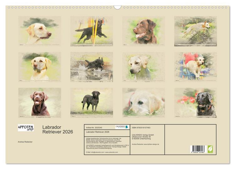 Produktbild: Labrador Retriever 2026 (Wandkalender 2026 DIN A2 quer), CALVENDO Monatskalender