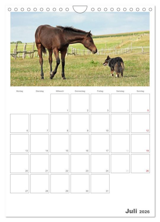 Produktbild: Fohlen und Jungpferde (Wandkalender 2026 DIN A4 hoch), CALVENDO Monatskalender