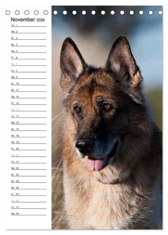 Produktbild: Deutscher Sch&auml;ferhund - unser bester Freund (Tischkalender 2026 DIN A5 hoch), CALVENDO Monatskalender