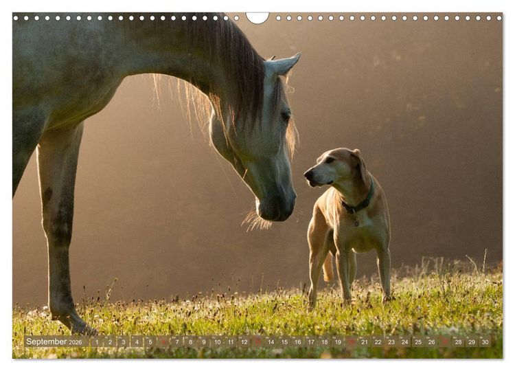 Produktbild: Pferd und Hund - Vierbeinige Freunde (Wandkalender 2026 DIN A3 quer), CALVENDO Monatskalender