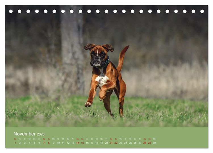 Produktbild: Fantastische Boxer - Sieger der Herzen (Tischkalender 2026 DIN A5 quer), CALVENDO Monatskalender