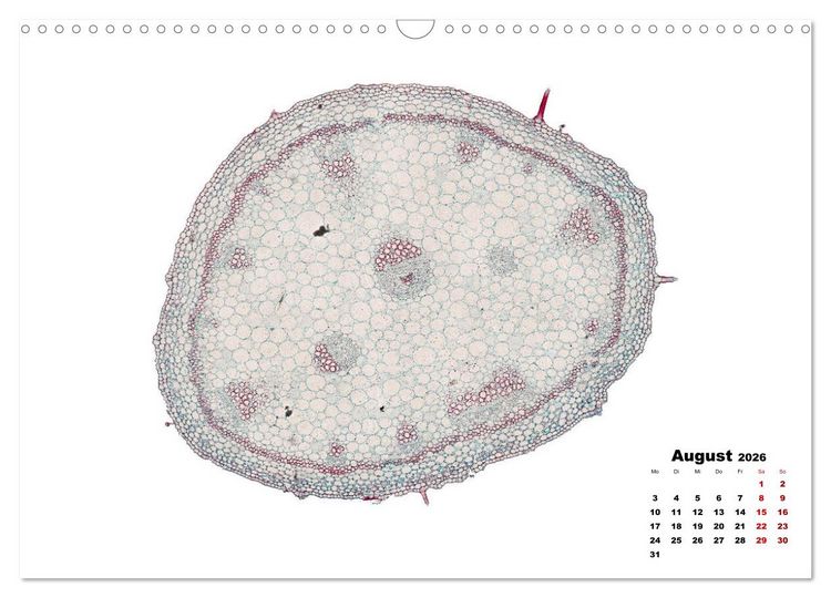 Produktbild: Pflanzen unter dem Mikroskop (Wandkalender 2026 DIN A3 quer), CALVENDO Monatskalender