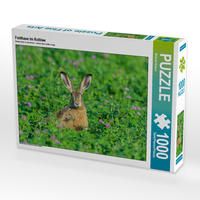Produktbild: CALVENDO Puzzle Feldhase im Rotklee | 1000 Teile Lege-Gr&ouml;&szlig;e 64x48cm Foto-Puzzle f&uuml;r gl&uuml;ckliche Stunden