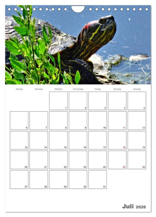 Produktbild: Langsame Schildkr&ouml;ten (Wandkalender 2026 DIN A4 hoch), CALVENDO Monatskalender
