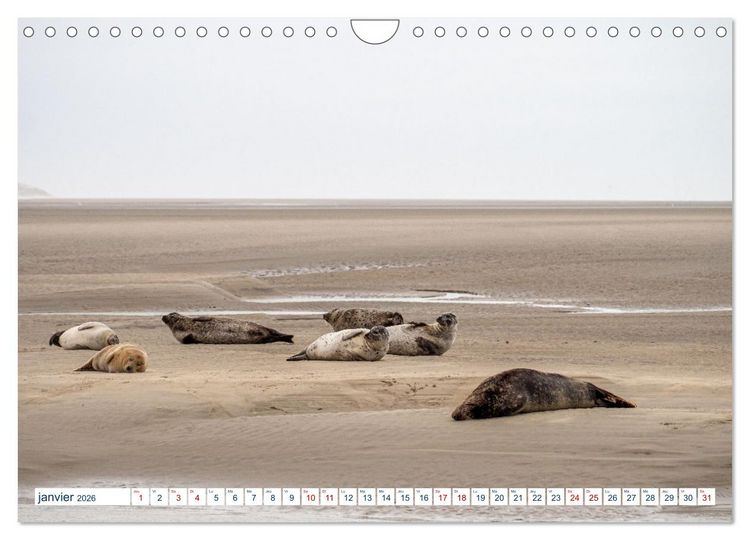 Produktbild: La c&ocirc;te picarde Le long des falaises (Calendrier mural 2026 DIN A4 vertical), CALVENDO calendrier mensuel