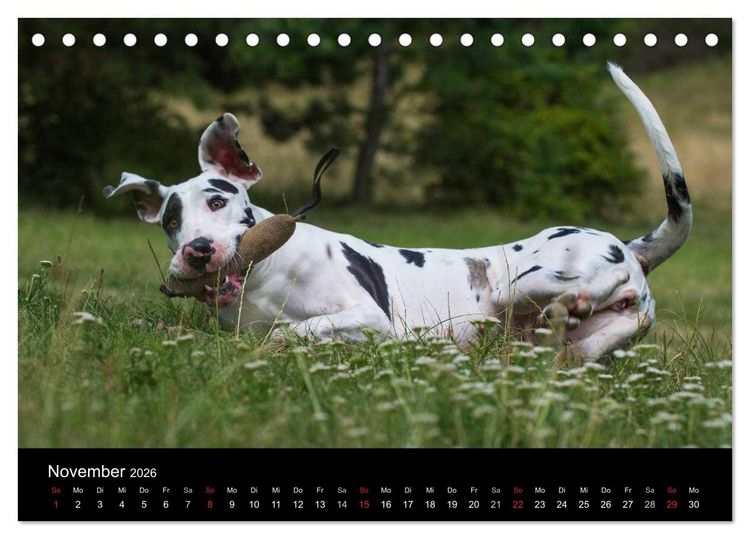 Produktbild: Deutsche Dogge 2026 (Tischkalender 2026 DIN A5 quer), CALVENDO Monatskalender