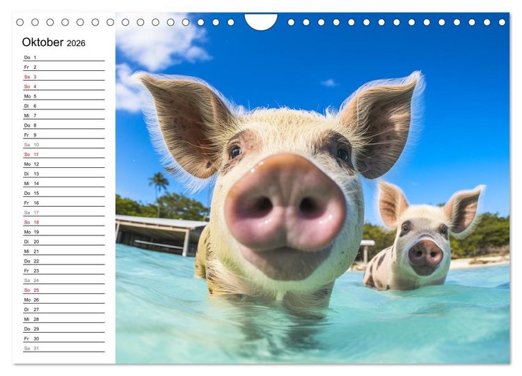 Produktbild: Schweinereien in der Karibik. Sonne und Spa&szlig; mit schwimmenden Schweinen (Wandkalender 2026 DIN A4 quer), CALVENDO Monatskalender