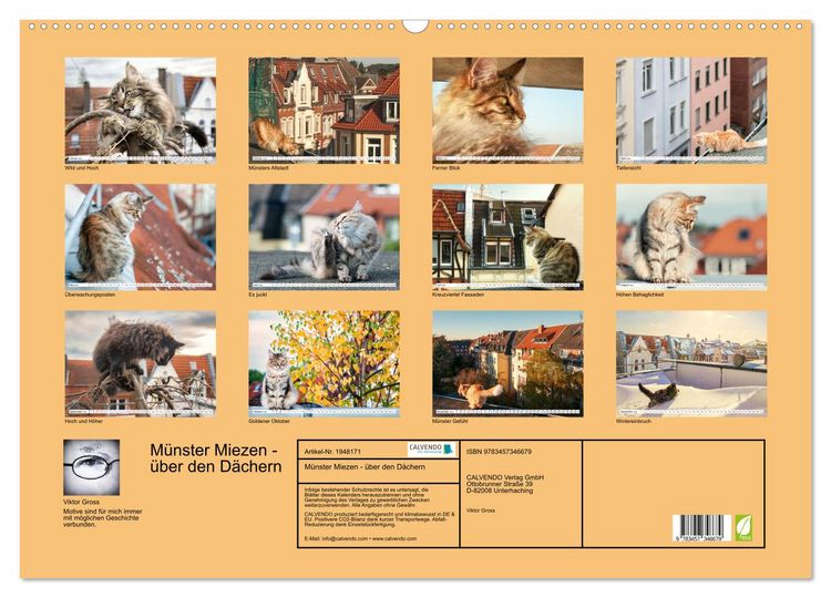Produktbild: M&uuml;nster Miezen - &uuml;ber den D&auml;chern (Wandkalender 2026 DIN A2 quer), CALVENDO Monatskalender