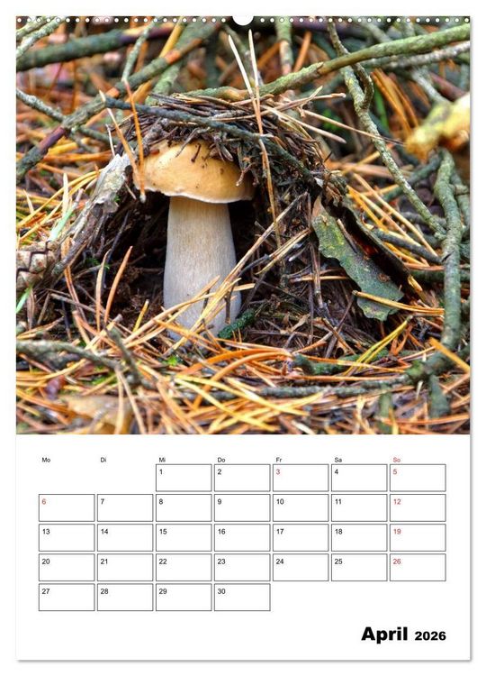 Produktbild: Heimische Waldpilze (hochwertiger Premium Wandkalender 2026 DIN A2 hoch), Kunstdruck in Hochglanz