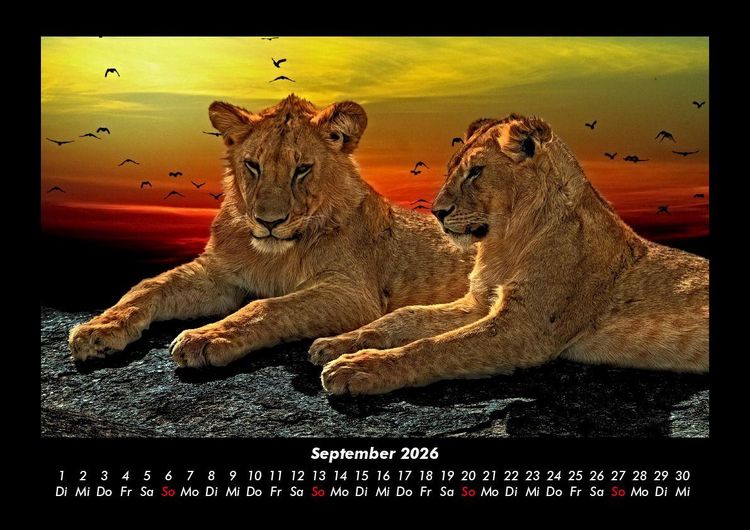 Produktbild: L&ouml;wen in der Wildnis 2026 Fotokalender DIN A3