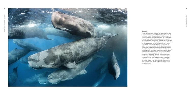 Produktbild: 60 Jahre Wildlife Fotografien des Jahres