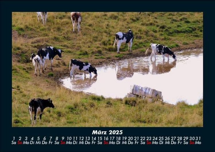 Produktbild: Kuhkalender 2025 Fotokalender DIN A5