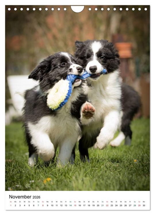 Produktbild: Border Collie Zuckerschnuten (Wandkalender 2026 DIN A4 hoch), CALVENDO Monatskalender