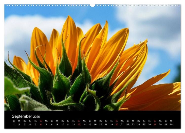 Produktbild: Sonnenblumen (Wandkalender 2026 DIN A2 quer), CALVENDO Monatskalender