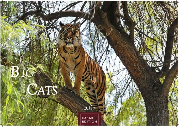 Produktbild: Big Cats Kalender 2027 &ndash; Wandkalender | Fotokalender Tierkalender 24x35cm &ndash; Wundersch&ouml;ner Gro&szlig;katzen-. mit beeindruckenden Fotos von Tiger| L&ouml;wen | Jaguar | Gepard | Luchs | Puma