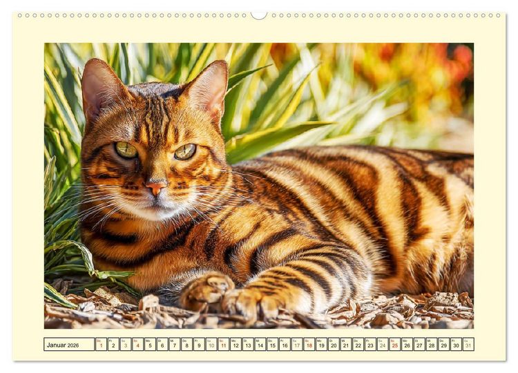 Produktbild: Toyger Katzen. Der exotische Mini-Tiger im Garten (hochwertiger Premium Wandkalender 2026 DIN A2 quer), Kunstdruck in Hochglanz