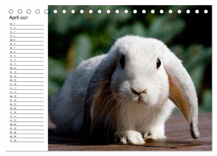 Produktbild: Kaninchen - knuddelige Hausgenossen (Tischkalender 2027 DIN A5 quer), CALVENDO Monatskalender