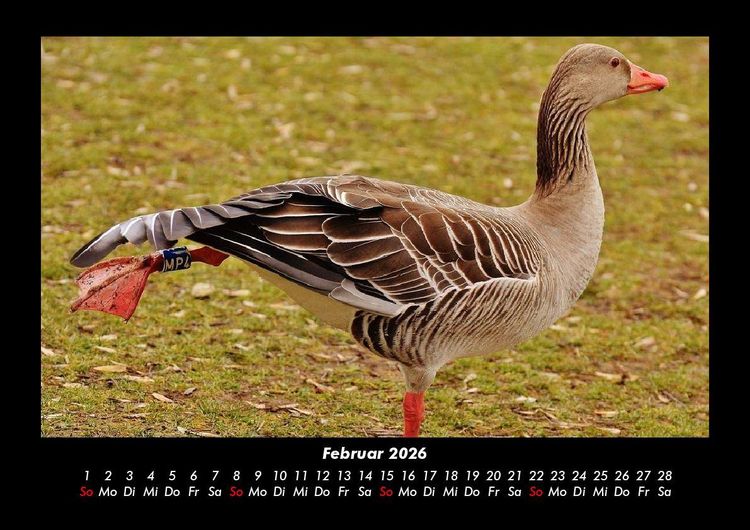 Produktbild: Welt der V&ouml;gel 2026 Fotokalender DIN A3