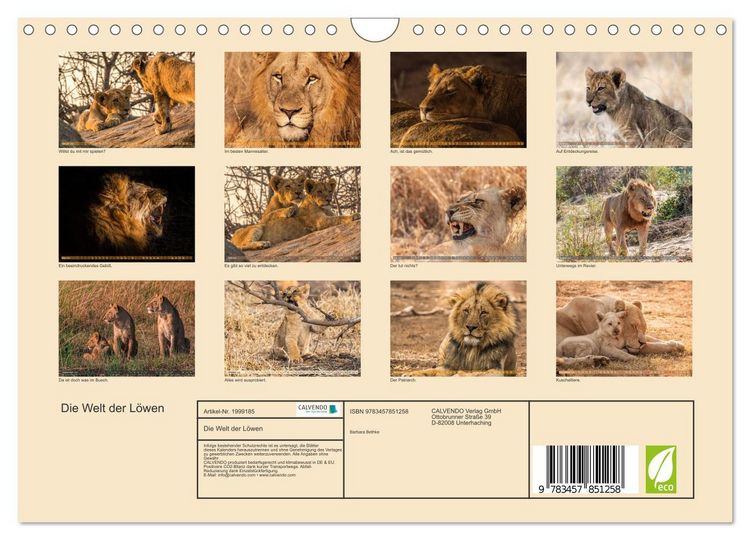 Produktbild: Die Welt der L&ouml;wen (Wandkalender 2026 DIN A4 quer), CALVENDO Monatskalender