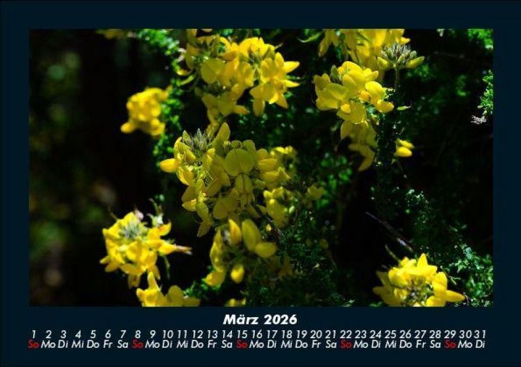Produktbild: Blumenzauber 2026 Fotokalender DIN A5